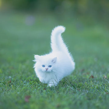 white-cat-breeds-kitten-in-grass-67bf648a54a3b.jpeg